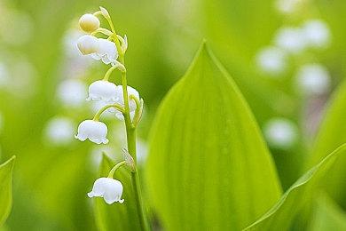 《吸血鬼幸存者》第二款DLC公布 4月13日上线